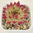 画像1: 多肉植物 センペルビウム ゴールドダスト錦 2.5寸苗