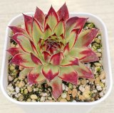 画像: 多肉植物 センペルビウム ゴールドダスト錦 2.5寸苗