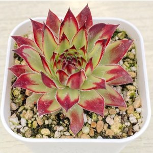 画像: 多肉植物 センペルビウム ゴールドダスト錦 2.5寸苗