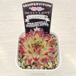 画像2: 多肉植物 センペルビウム ゴールドダスト錦 2.5寸苗