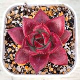 画像: ●多肉植物 エケベリア レッドジカ 2.5寸苗