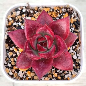 画像: ●多肉植物 エケベリア レッドジカ 2.5寸苗