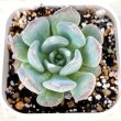 画像1: ●多肉植物 エケベリア アガット 2.5寸苗