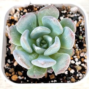 画像: ●多肉植物 エケベリア アガット 2.5寸苗
