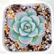 画像1: ●多肉植物 エケベリア ストロベリーアーモンド 2.5寸苗