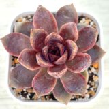 画像: ●多肉植物 エケベリア チョコレートムース 2.5寸苗