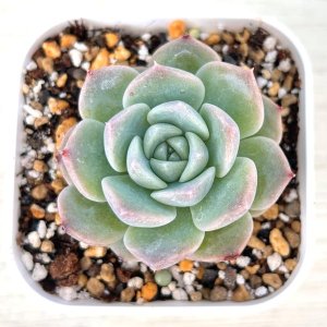 画像: ●多肉植物 エケベリア ピンクバービー 2.5寸苗