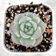 画像1: ●多肉植物 エケベリア モンロージェネレーションブラック 2.5寸苗
