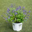 画像2: スーパーサルビア ロックンロール トゥルーブルー PW 非耐寒性多年草
