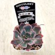 画像2: ●多肉植物 エケベリア 晩霞の舞 2.5寸苗