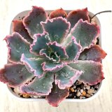 画像: ●多肉植物 エケベリア 晩霞の舞 2.5寸苗