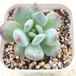 画像1: ●多肉植物 グラプトペタルム パフュームチーズ 2.5寸苗