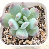 画像: ●多肉植物 グラプトペタルム パフュームチーズ 2.5寸苗