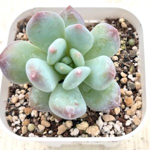 画像: ●多肉植物 グラプトペタルム パフュームチーズ 2.5寸苗
