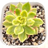 画像: ●多肉植物 セデベリア レディジア錦 2.5寸苗