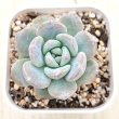 画像1: ●多肉植物 エケベリア チョーク 2.5寸苗
