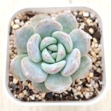 画像: ●多肉植物 エケベリア チョーク 2.5寸苗