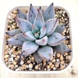 画像: ●多肉植物 エケベリア アンギキュラータ 2.5寸苗