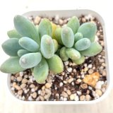 画像: ●多肉植物 エケベリア アップルミルク 2.5寸苗