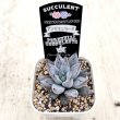 画像2: ●多肉植物 エケベリア アンギキュラータ 2.5寸苗