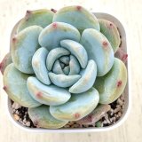 画像: ●多肉植物 エケベリア モナリザ 2.5寸苗