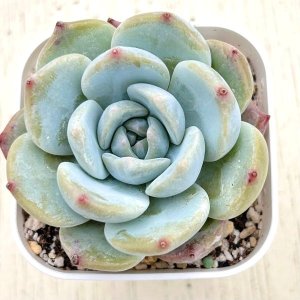 画像: ●多肉植物 エケベリア モナリザ 2.5寸苗