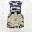 画像2: ●多肉植物 エケベリア レッドラバー 2.5寸苗
