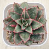 画像: ●多肉植物 エケベリア モノケロティス 2.5寸苗