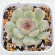 画像1: ●多肉植物 エケベリア レッドラバー 2.5寸苗