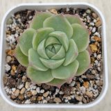 画像: ●多肉植物 エケベリア パンドラ 2.5寸苗