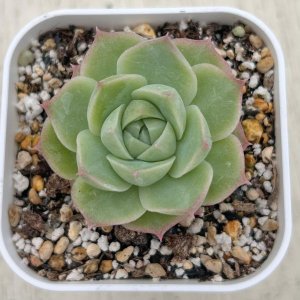 画像: ●多肉植物 エケベリア パンドラ 2.5寸苗