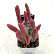 画像2: ●多肉植物 カランコエ ファイアーフォックス 2.5寸苗