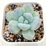 画像: ●多肉植物 エケベリア パフューム×モンロー 2.5寸苗