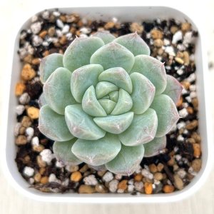 画像: ●多肉植物 エケベリア セブンフェアリーズ 2.5寸苗