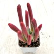 画像1: ●多肉植物 カランコエ ファイアーフォックス 2.5寸苗