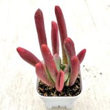 画像: ●多肉植物 カランコエ ファイアーフォックス 2.5寸苗