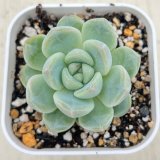 画像: ●多肉植物 エケベリア K18 2.5寸苗