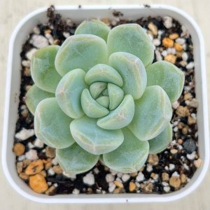 画像: ●多肉植物 エケベリア K18 2.5寸苗