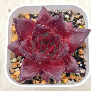 画像: ●多肉植物 エケベリア アガボイデス エボニーブラックジュース 2.5寸苗