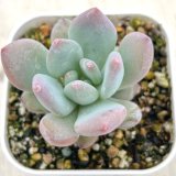 画像: ●多肉植物 エケベリア スノーデーモン 2.5寸苗
