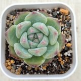 画像: ●多肉植物 エケベリア ホワイトプルドシュガー 2.5寸苗