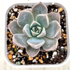 画像: ●多肉植物 エケベリア ピンクビューティー 2.5寸苗