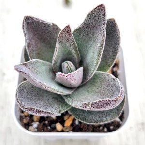 画像: 多肉植物 クラッスラ アルバ ガーネットロータス 2.5寸苗