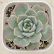 画像1: ●多肉植物 エケベリア シュガーピンクハート 2.5寸苗