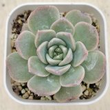 画像: ●多肉植物 エケベリア シュガーピンクハート 2.5寸苗