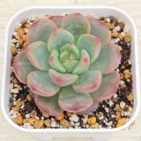 画像: ●多肉植物 エケベリア ルビーHyb 2.5寸苗