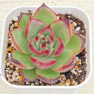 画像: ●多肉植物 エケベリア ベロニカ 2.5寸苗