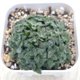 画像: 多肉植物 クラッスラ トランスバール 2.5寸苗