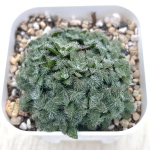 画像: 多肉植物 クラッスラ トランスバール 2.5寸苗