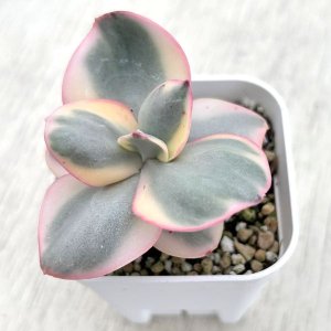 画像: ●多肉植物 エケベリア スヨン錦 2.5寸苗